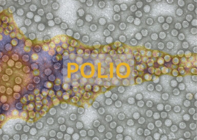 Image showing the Polio virus